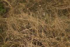 Dinebra retroflexa retroflexa