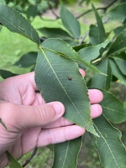 Caryomyia turbanella