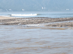 Nannopterum brasilianum