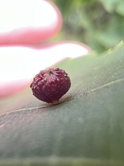 Caryomyia turbanella