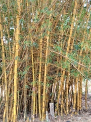Bambusa vulgaris