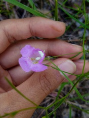 Agalinis edwardsiana