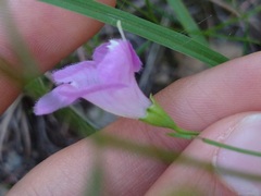 Agalinis edwardsiana