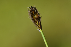 Carex nigricans