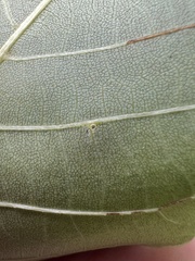 Caryomyia turbanella