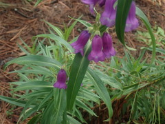Penstemon gentianoides