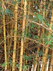 Bambusa vulgaris