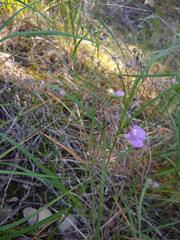 Agalinis edwardsiana