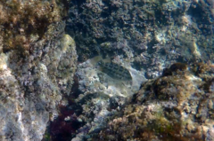 Symphodus melops