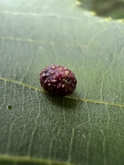 Caryomyia turbanella