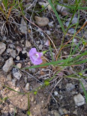 Agalinis edwardsiana