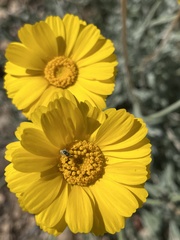 Baileya multiradiata