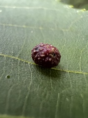 Caryomyia turbanella