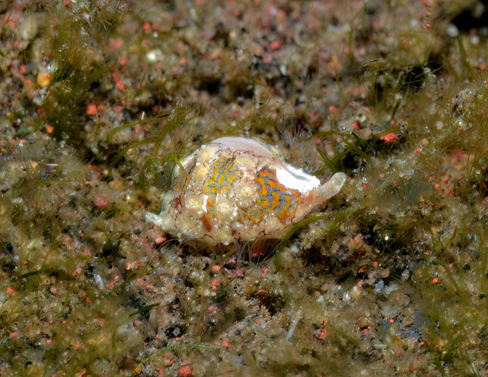 Eratoena sulcifera (Eratoena sulcifera)