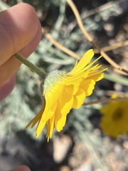 Baileya multiradiata