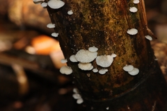 Favolaschia xtbgensis
