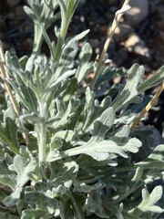 Baileya multiradiata