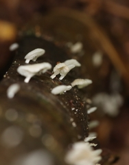 Favolaschia xtbgensis