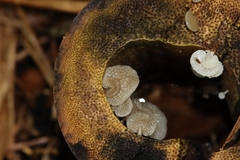 Favolaschia xtbgensis