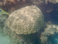 Anthozoa