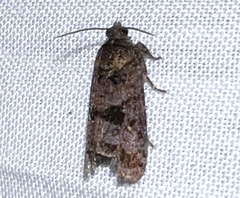 Cryptaspasma