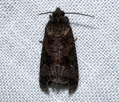 Cryptaspasma