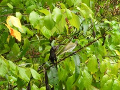 Vireo olivaceus
