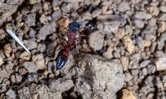Pseudomyrmex
