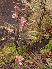 Neobartsia