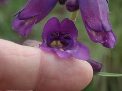 Penstemon gentianoides