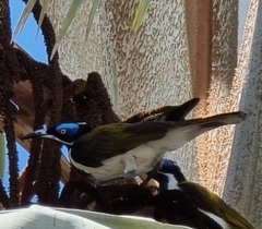 Entomyzon cyanotis