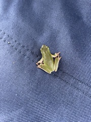 Ranoidea phyllochroa