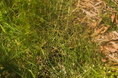 Chloris divaricata cynodontoides
