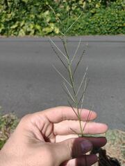 Leptochloa panicea