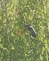 Archilochus alexandri