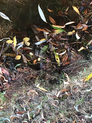 Pelophylax ridibundus