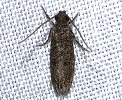 Tineidae