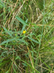 Ludwigia linearis