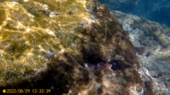 Parablennius gattorugine