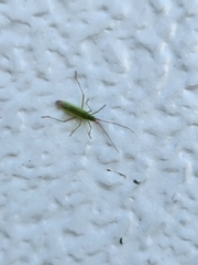 Trigonotylus