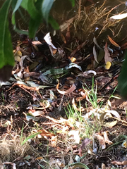 Pelophylax ridibundus