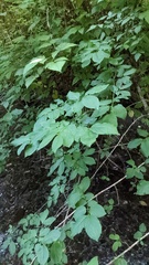 Euonymus occidentalis
