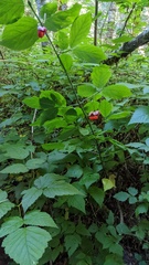 Euonymus occidentalis