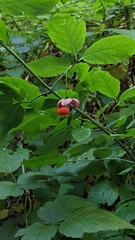 Euonymus occidentalis
