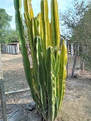 Cereus