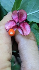 Euonymus occidentalis