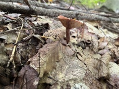 Lactarius camphoratus