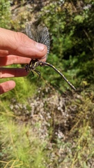 Cordulegaster dorsalis