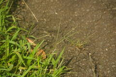 Digitaria violascens