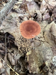 Lactarius camphoratus